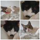 가스트로플러스코리아 | 찰별이 건,습식 사료/영양제 정리!