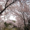 2014년 4월 5일 진해 "장복산, 웅산, 천자봉" 벚꽃 산행 이미지