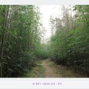 새해 힐링의 장소로 안성맞춤인 곳 - 익산 구룡마을 대나무 숲길. 이미지