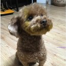 애견사랑 이미지