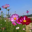 코스모스 이미지