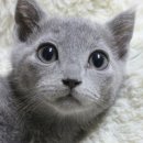 이쁜냥이 이미지