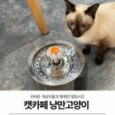 캣카페 낭만고양이 이미지