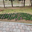 레스피아 이미지