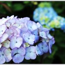 화명대천천 이미지