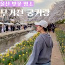 울산 벚꽃 명소 개화 실시간 무거천 궁거랑 축제 후기