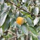 굼벵이캠핑농원 | 태안 꾸지나무골 해수욕장 굼벵이캠핑농원 즐거운 1박 2일 캠핑후기