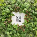 오감네일