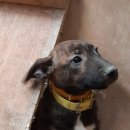 똥강아지 이미지