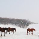 강인목장 이미지