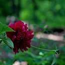 꽃사랑FLOWER