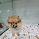 칠산서부동 행정복지센터 소회의실 | 사랑스러운 반려견을 찾고 계신가요? 흥동 강아지 분양 "두부네하루"에서 만나보세요!