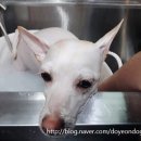 복돌이네애견샵 네이버블로그