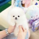 해피독스 애견샵 | 위례애견분양 해피애견타운 편안하게 만나는 샵