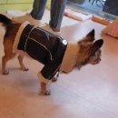 코소코소 꿍이네 이미지