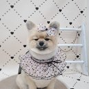 오도르봉 네이버블로그
