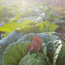 옹진해머금 이미지