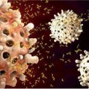[바이오토픽] 백혈구의 새로운 방어수단: 미토콘드리아 DNA 그물 이미지