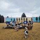 애견은 내친구 이미지