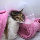 토곡동물병원 이미지