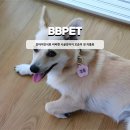 비비펫 | 강아지인식표 비비펫 시골강아지 꼬순이 첫 이름표