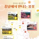 천수만목장 | 충남 3월 가볼 만한 곳 꽃구경 봄꽃 성지 BEST7 논산 동학당 공주 신원사 아산 현충사 서천 동백꽃 서산...