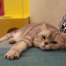 캣틀리에 이미지