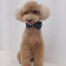 대호애견미용실 이미지