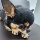 향기펫샵 이미지