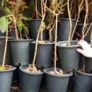 기현2농장 이미지