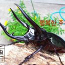 행복한 곤충 이미지
