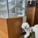 망원견 애견유치원&애견호텔 | [서울] 망원동애견호텔 애견유치원 망원견 후기