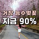 봉산면사무소 | 거창 능수벚꽃 실시간｜임불리 벚꽃길 개화 90% 지금이 타이밍