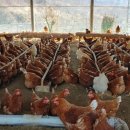 읍내로(대로3-5) 이미지