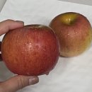 안동농원 | 시고르농원 안동 청송 꿀사과 못난이 가정용 부사 택배후기