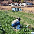 비비큐(BBQ)동천점 | 🌿 남해 시금치 수확 체험 다녀왔어요! 팜캉스 후기