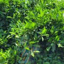 토산농장 이미지