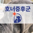 유림동물안과병원 | 강아지 눈질환 호너증후군