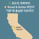 🍇 왜 나파밸리 와인은 특별할까? 포도의 광합성과 호흡, 그리고 Bread &amp; Butter 브랜드 이야기