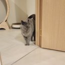 묘릉도원 이미지