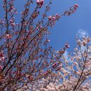🌸겹벚꽃 따라 떠난 경주! 황리단길 끝에서 만난 &lt;마카다&gt; 돼지갈비찜 후기🌸