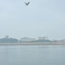 당진갈매기