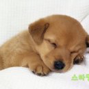 스타멍스 이미지