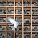 비둘기집 이미지