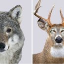 사슴과 늑대 눈망울만 서로 바꿨는데 왜케 이미지가 다르냐 ㅋㅋ 이미지