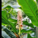 서울식물원 84 Shell ginger 이미지