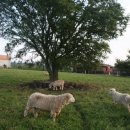 만발목장 이미지