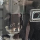 마음을 읽어주는 마음동물병원 이미지