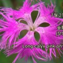 송박사의 꽃 이야기- 술패랭이 이미지