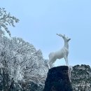 겨울 제주도 여행 :: 1100고지 휴게소 상고대 한라산 눈꽃 드라이브 ❄❄
